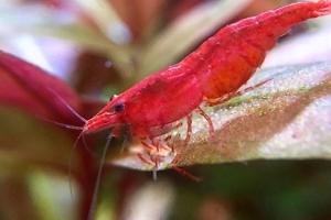 Fire Red Dwarf Shrimp Thumbnail