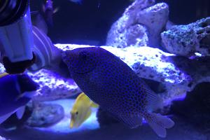 Gold Spotted Rabbitfish Thumbnail