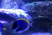 Powder Blue Tang Thumbnail