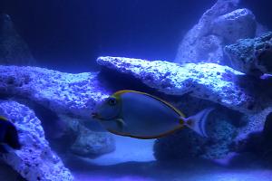 Blond Naso Tang Thumbnail