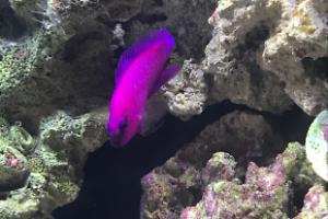 Purple Dottyback Thumbnail