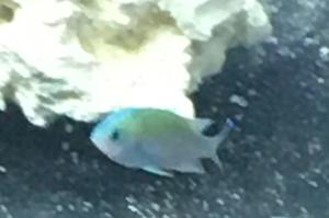 Blue green chromis Thumbnail