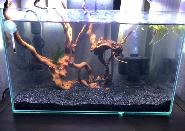 5 Gallon Neocaridina on May 4, 2020