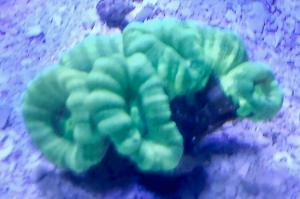 Trumpet Coral Neon Green Thumbnail