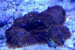 Mushroom Coral Ranchy Red Bounce Thumbnail