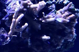 Branching Montipora Orange Digitata Thumbnail