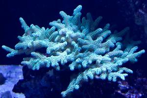 Birdsnest Coral Neon Green Thumbnail