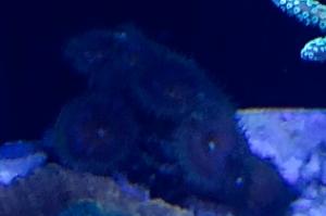 Green Bay Packer Zoanthid Thumbnail