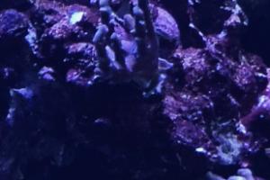 Acropora Aculeus Blue Voodoo Thumbnail