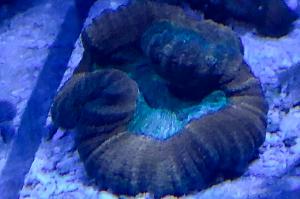 Lobophyllia Brain Coral GreenOrange Donut Thumbnail