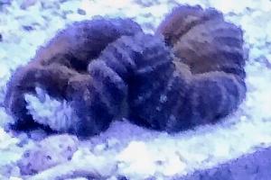 Lobophyllia Brain Coral PurpleOrange Donut Thumbnail