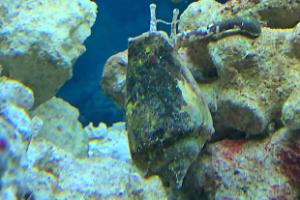 Conch snail Thumbnail