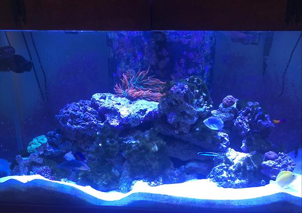 My Aquarium on May 6, 2020