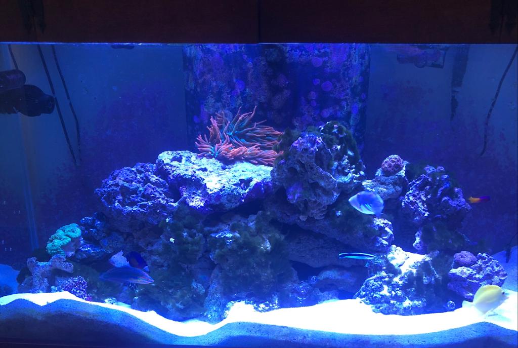 My Aquarium on May 6, 2020