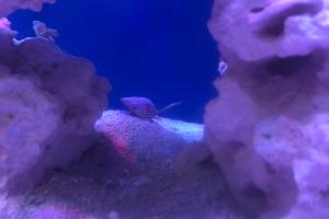 Nassarius Snail Thumbnail