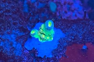 Walt Disney Acropora Thumbnail