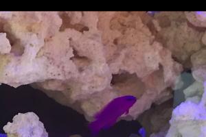 Orchid Dottyback Thumbnail