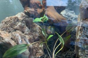 Cryptocoryne Wendtii Thumbnail