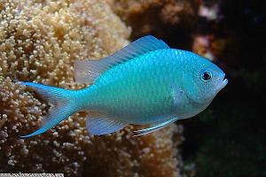 Blue-green Chromis Thumbnail