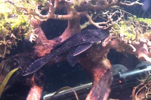 Pleco Thumbnail