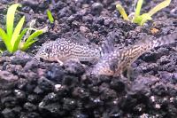 Sterbai Cory Thumbnail