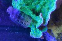 Lawnmower Blenny Thumbnail