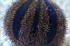 Blue Tuxedo Urchin Thumbnail