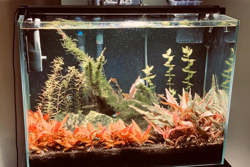 Dining Room Tank on May 10, 2020