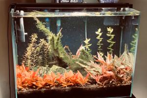 Dining Room Tank Thumbnail