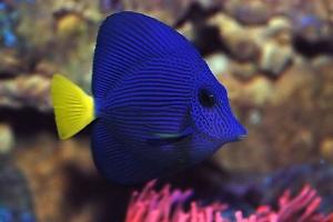 Purple Tang Thumbnail