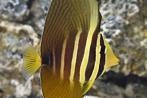 Sailfin Tang Thumbnail