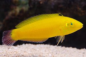 Yellow Wrasse Thumbnail