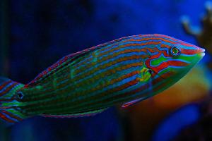 Melanarus Wrasse Thumbnail