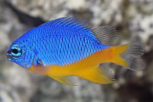 Azure Damselfish Thumbnail