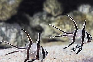 Bangaii Cardinalfish Thumbnail