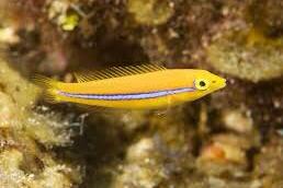 Neon Wrasse / Halichoeres garnoti 10