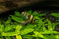 Assassin Snail