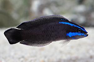 Springeri Dottyback Thumbnail