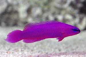 Orchid Dottyback Thumbnail