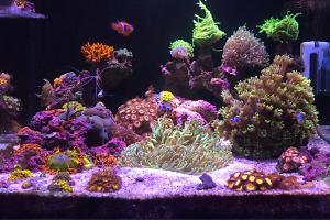 reefshare home Thumbnail