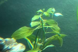 Ludwigia glandulosa Thumbnail