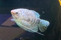 Opaline gourami Thumbnail