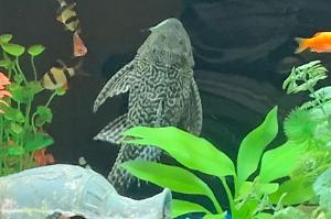 Pleco Thumbnail