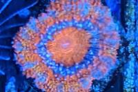 Acan Brain Coral Thumbnail