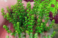 Rotala Pearl Type 1 Thumbnail