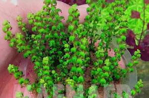 Rotala Pearl - Type 1