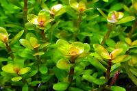 Rotala Bonasai Thumbnail