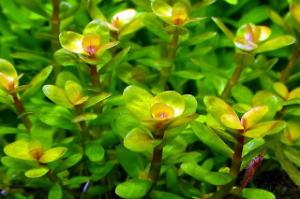 Rotala bonasai