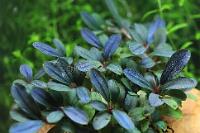 Bucephalandra Thumbnail