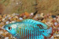 Neon Blue Dwarf Gourami Thumbnail